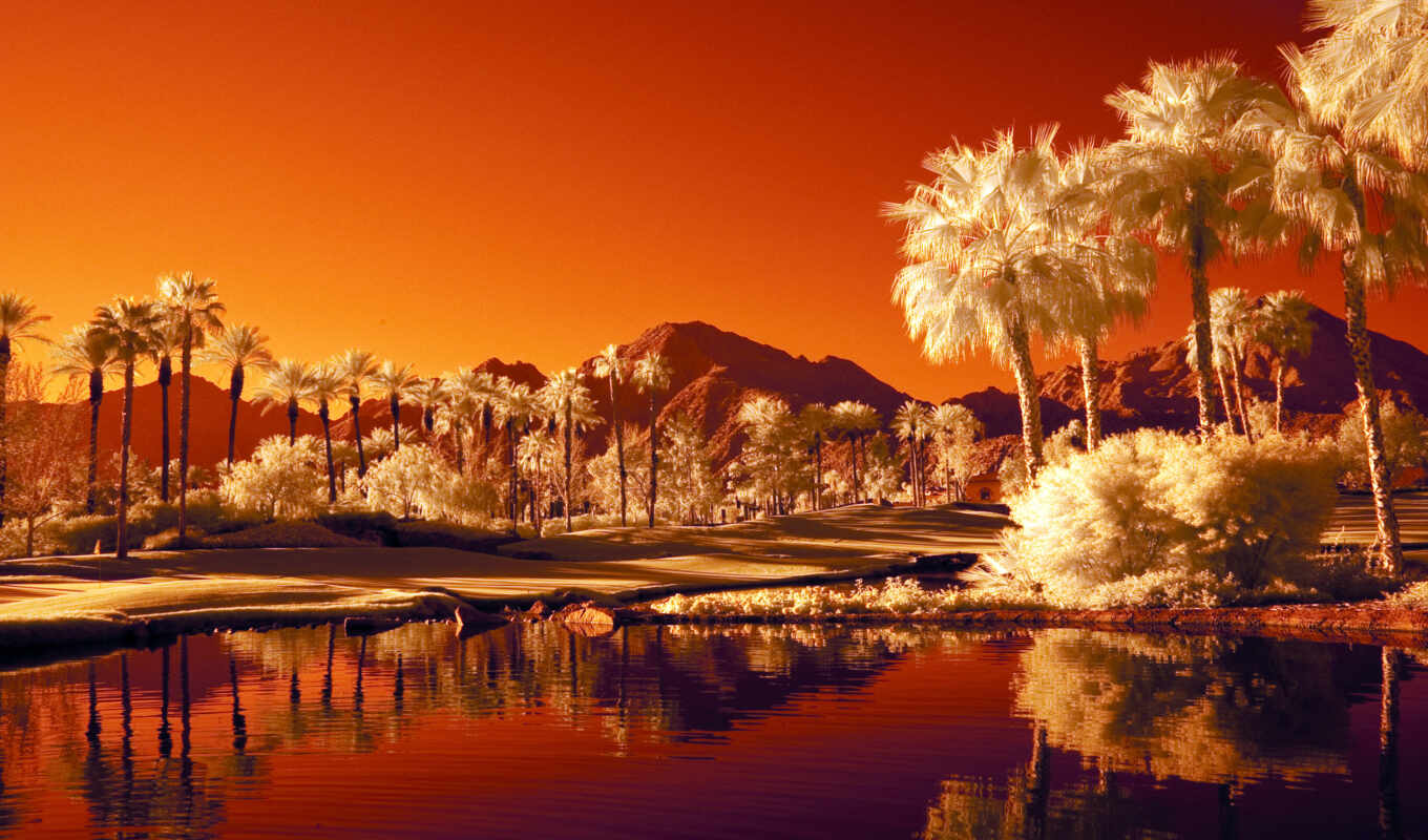 lake, water, palm trees, desert, oasis, mountains