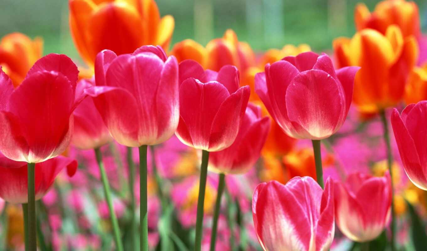 day, spring, tulips, martha