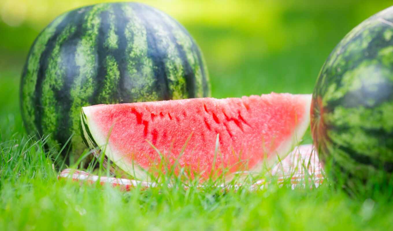 nature, meal, picture, watermelon, weed, watermelons, slices