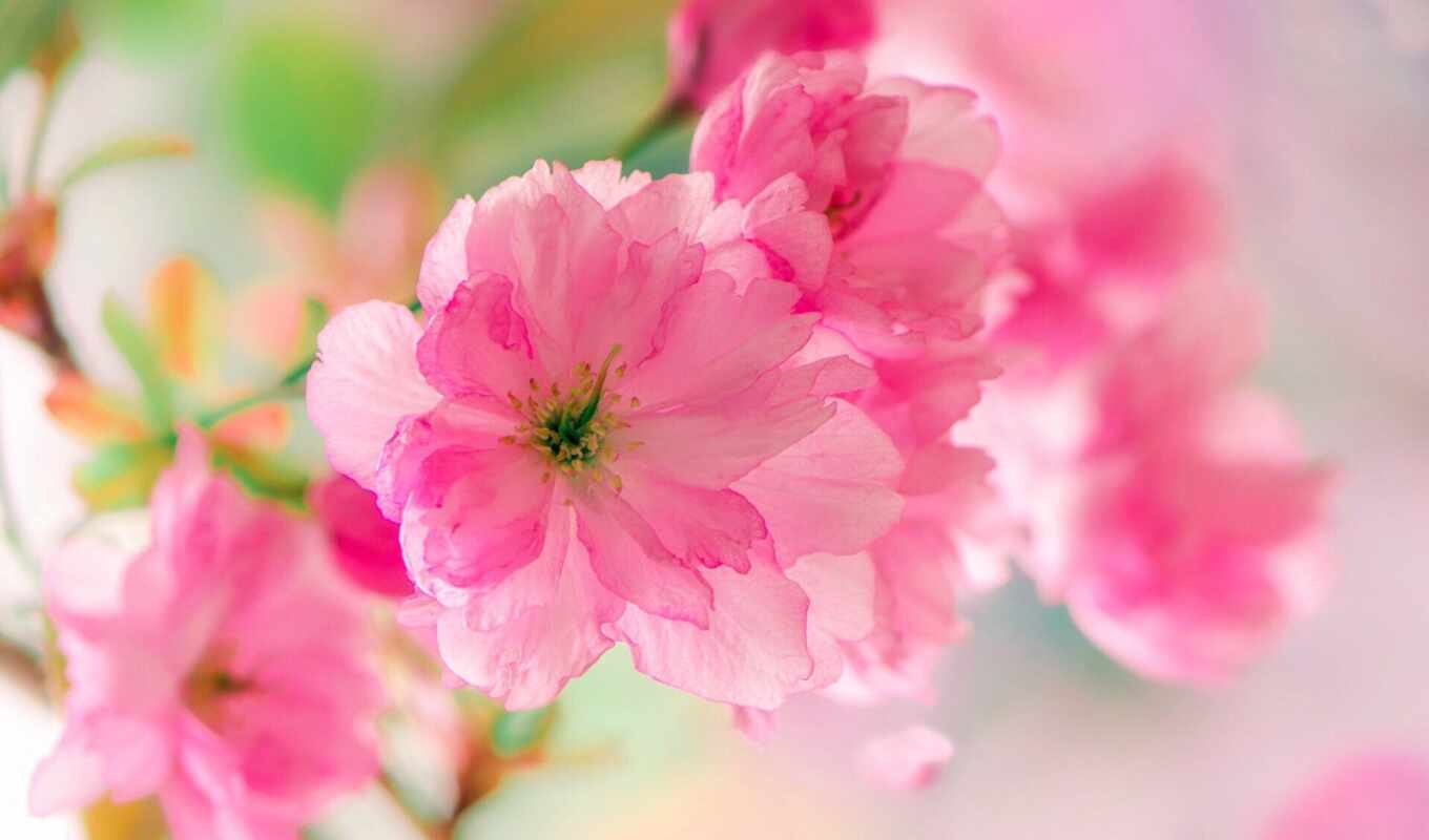 pink, sakura, cvety