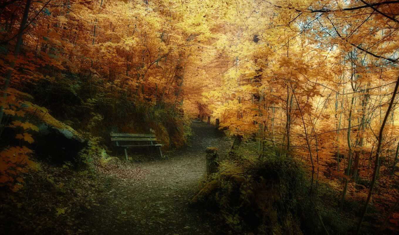 природа, высокого, качества, лес, фотографий, фотошопа, осень