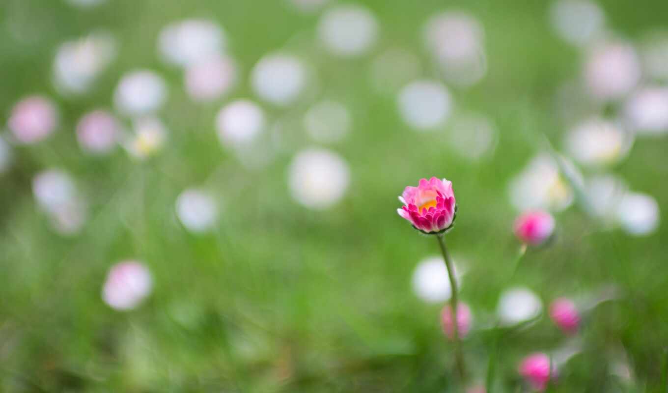 flowers, тюльпан