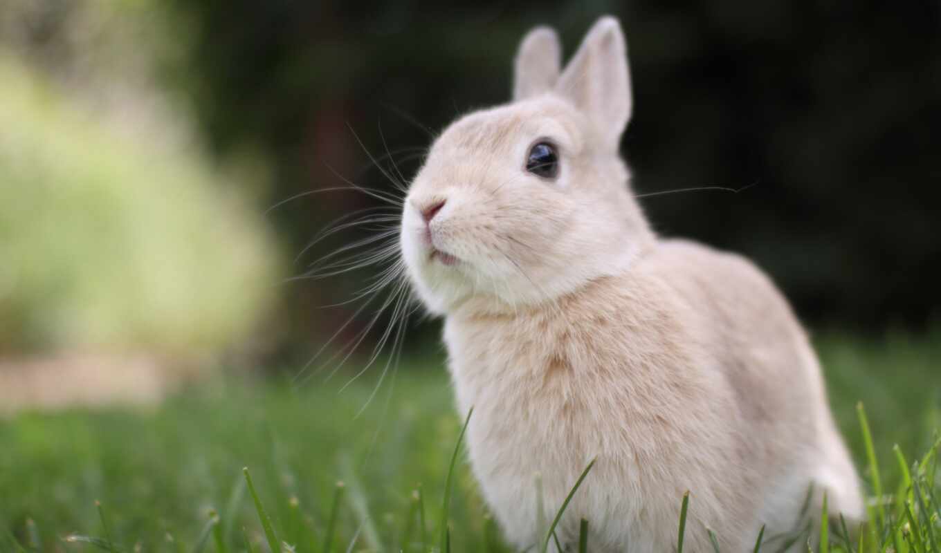 game, animal, rabbit, lawn
