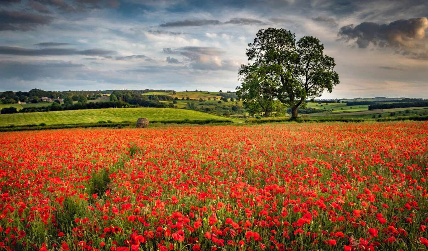 flowers, summer, resolution, tree, shutterstock, cover, earth, the first, poppy