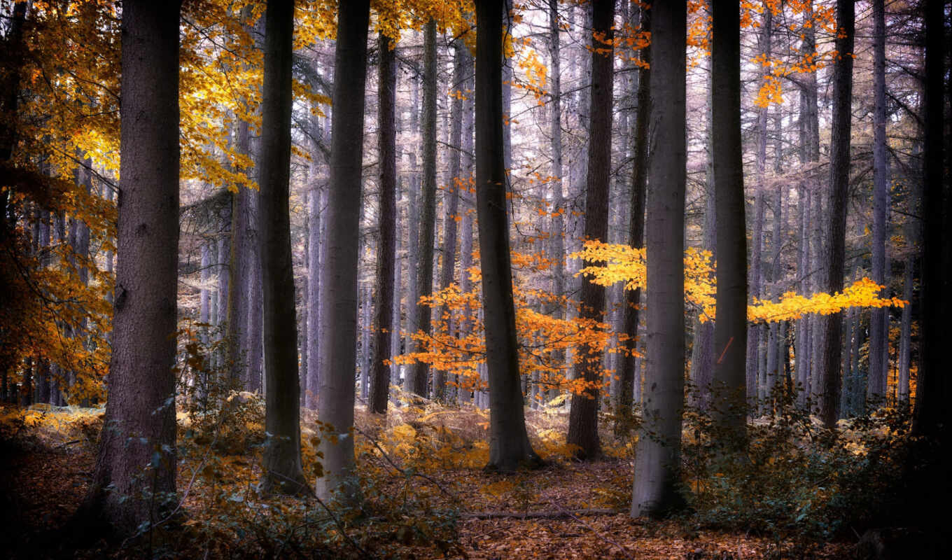 дерево, лес, landscape, сентябрь, осень, natural, fore