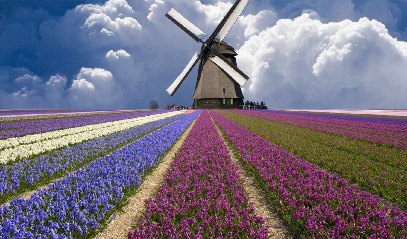 nature, flowers, field, Netherlands, cloud, tulip, windmill