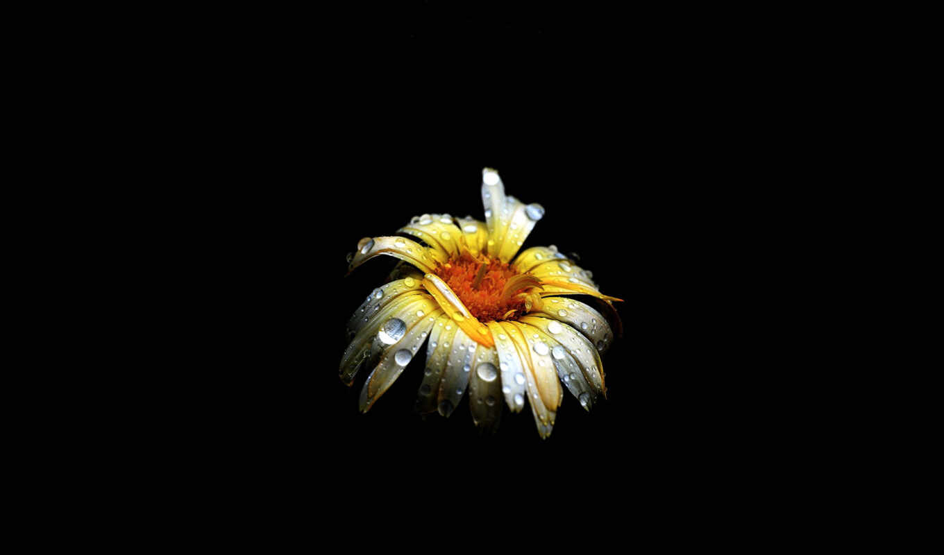 flowers, fone, large format, black, dew, yellow, colored, different, daisies
