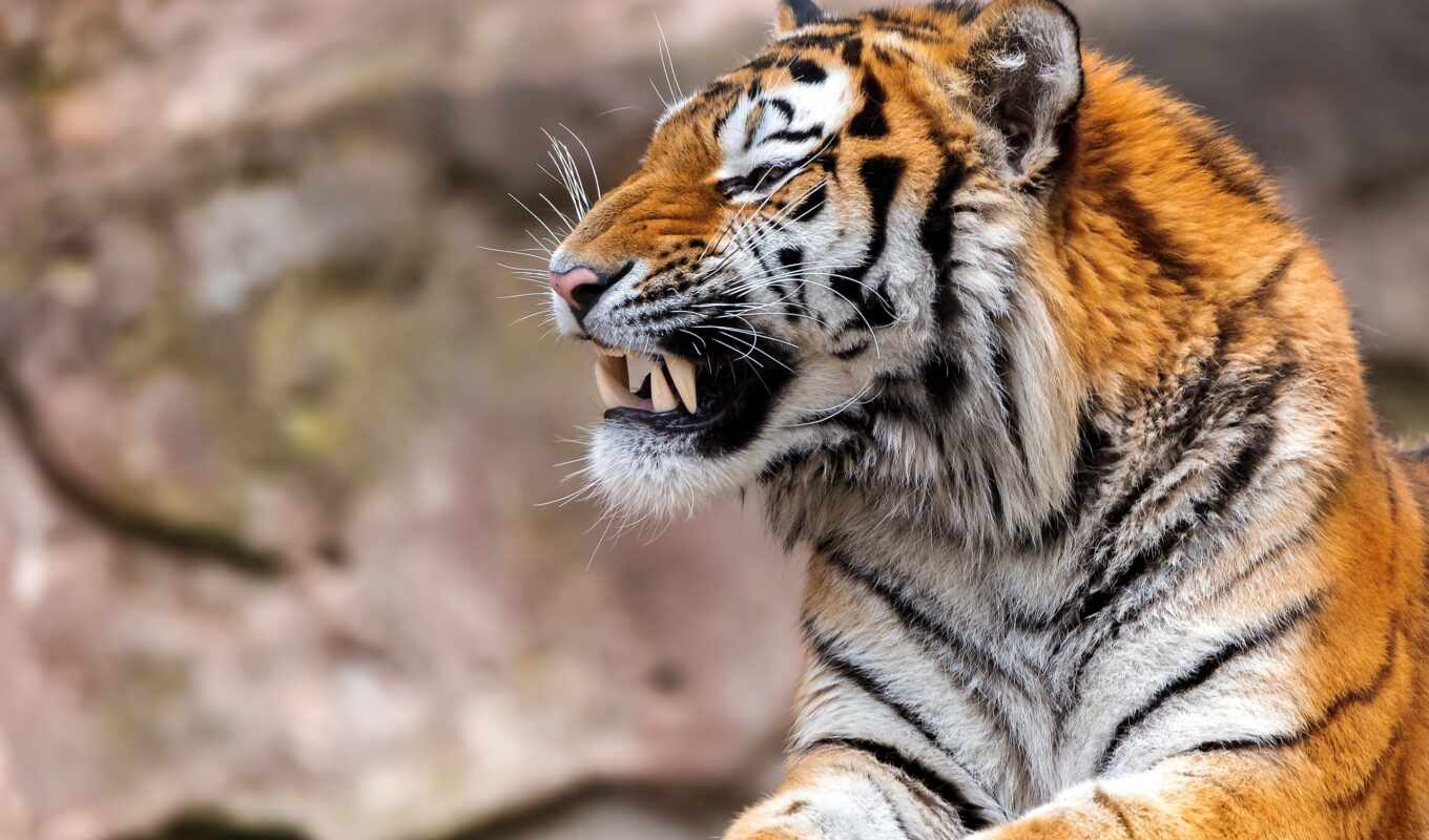 tiger, roar, muzzle, animal, tigre, fang, harimau