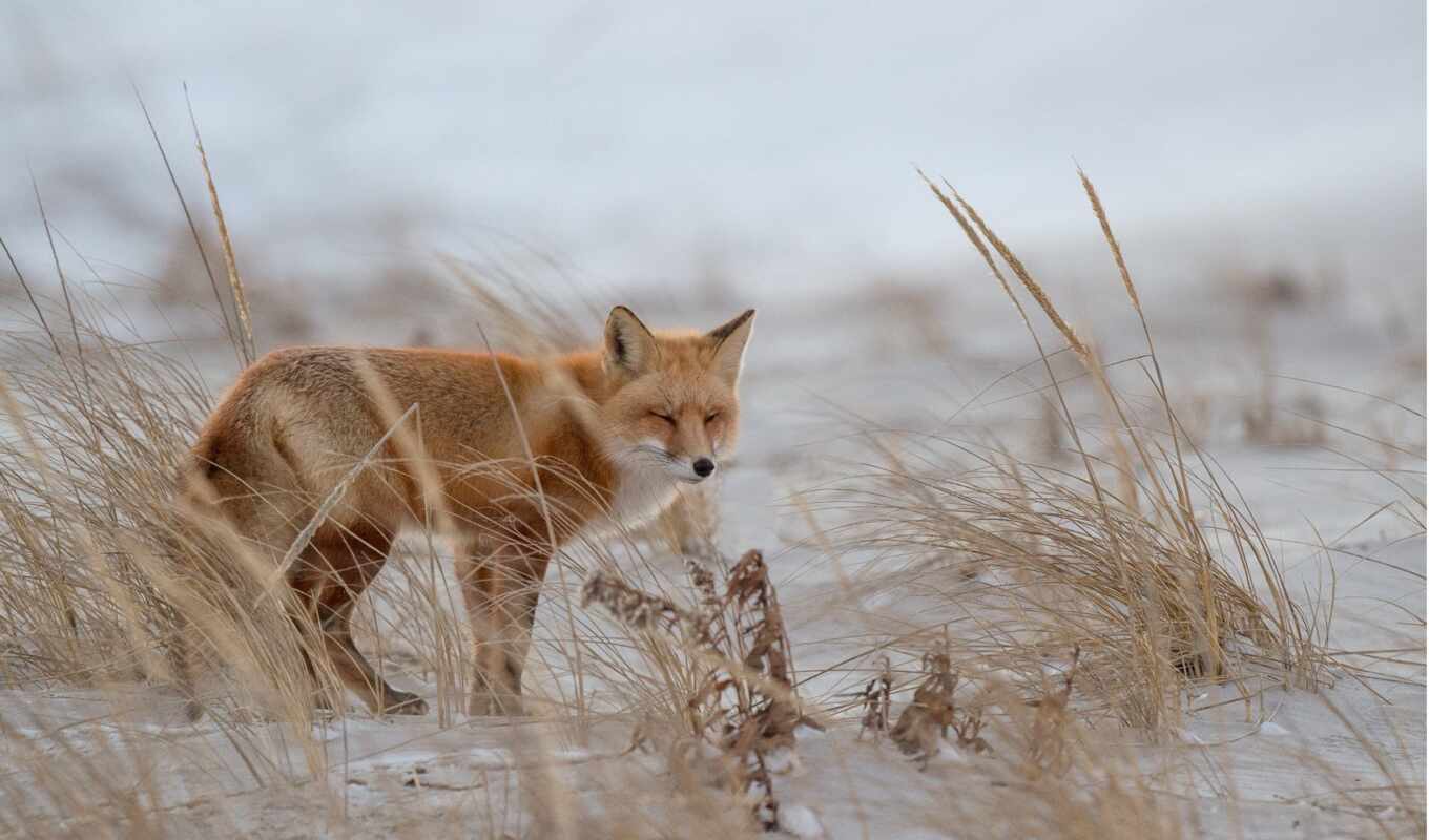 red, snow, winter, fox, animal, narrow, shirokoformatnyi
