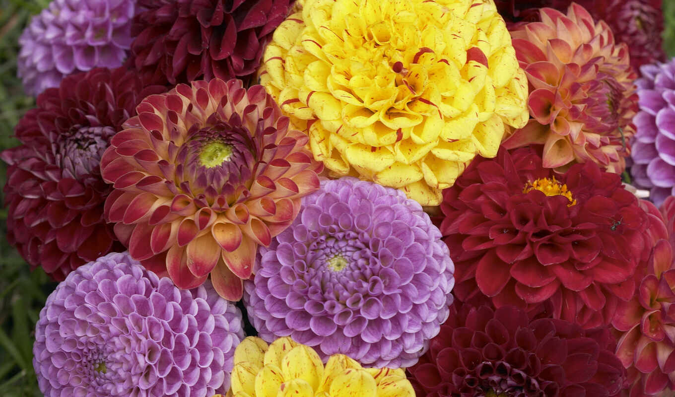 picture, moscow, website, plant, bouquet, dahlia, astra, delivery, low, i'll take care of it, dahlia
