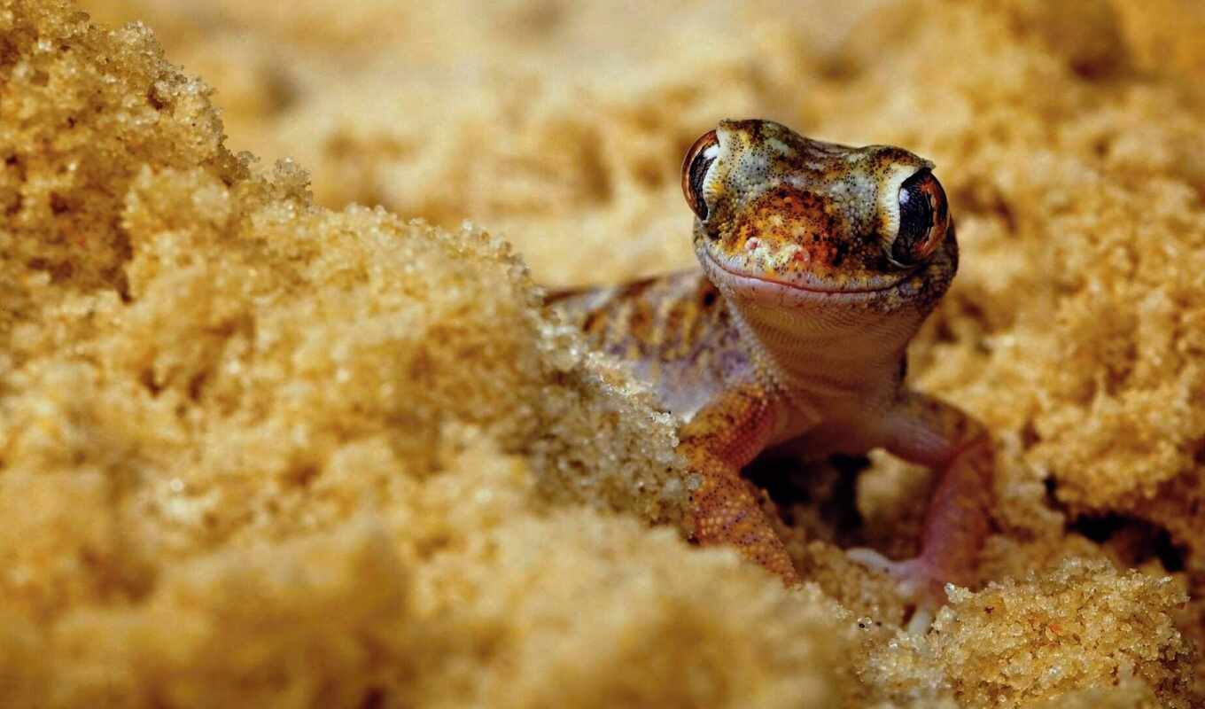 ноутбук, песок, happy, ящер, pet, gecko