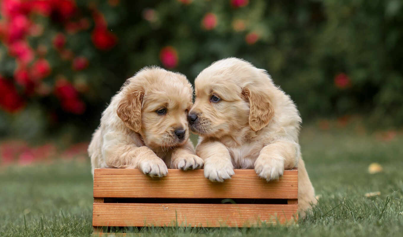photo, couple, dog, golden, puppy, box, retriever