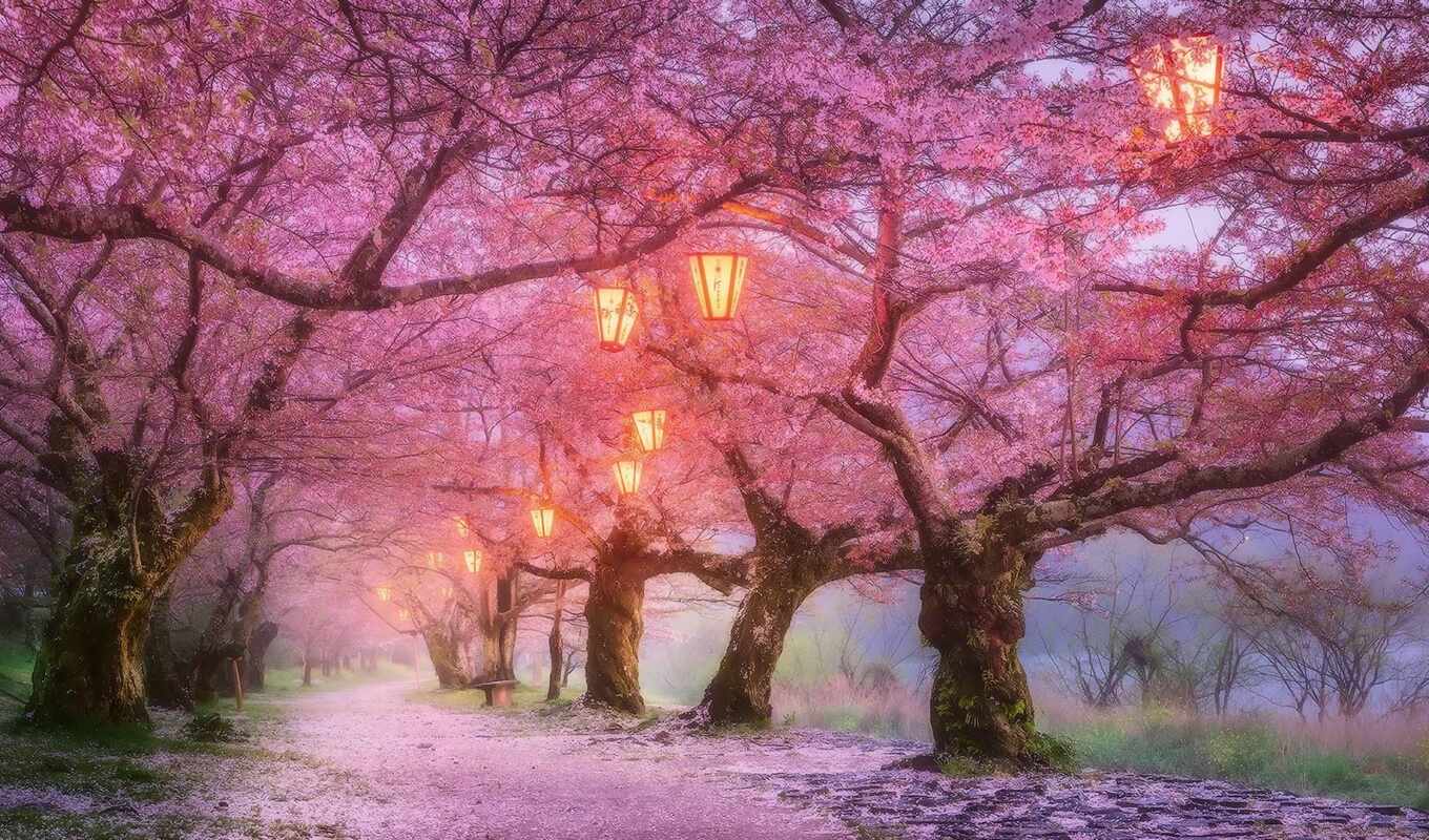 tree, petals, cherry, spring, Japan