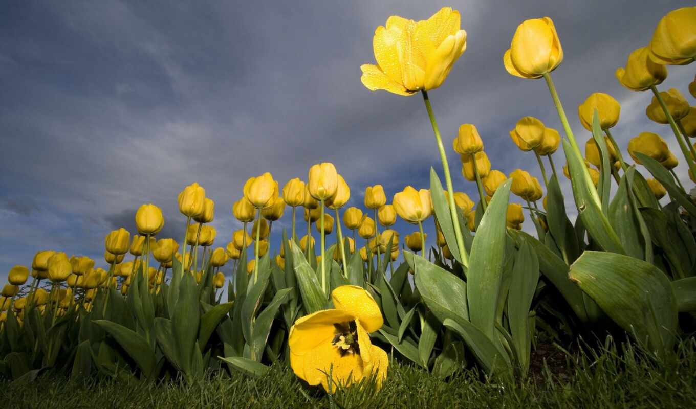 flowers, fone, sky, yellow, tulips