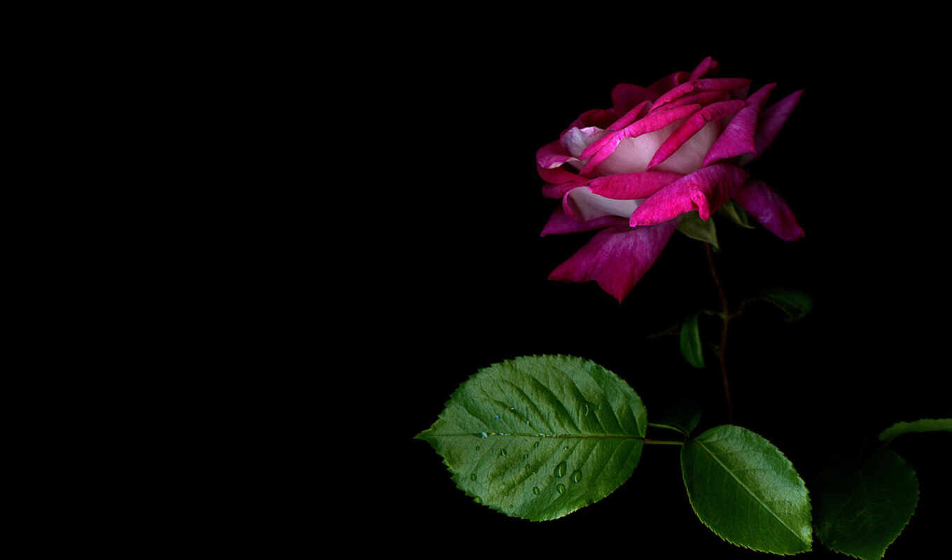 black, rose, fone, background, petals, burgundy