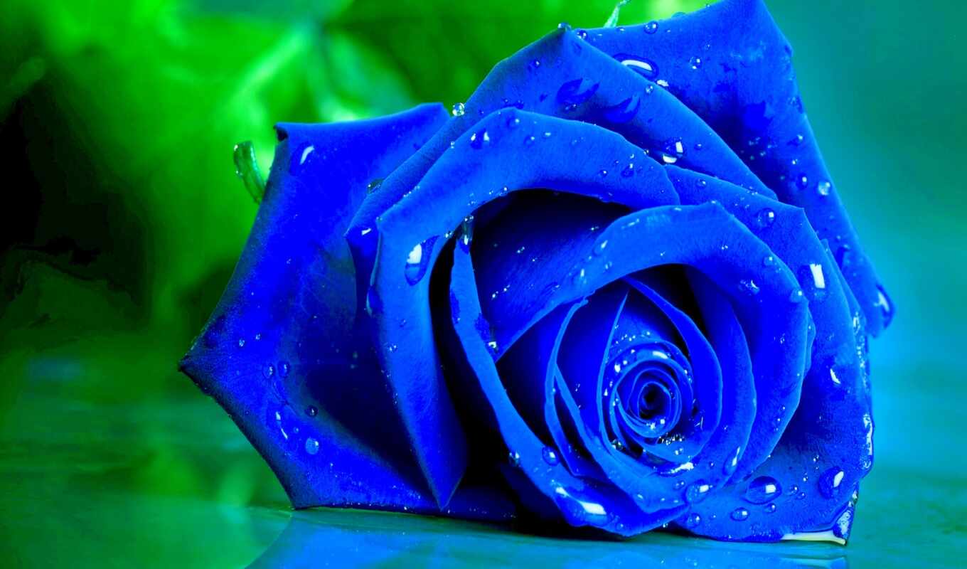 rose, blue, background, green, live, roses, roses, wet, bud