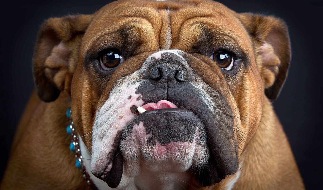 картинка, собака, морда, язык, french, галстук, bulldog