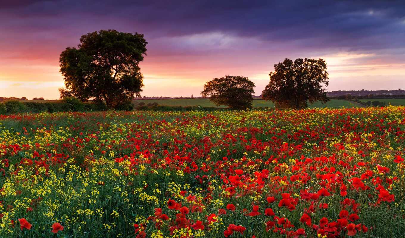 nature, summer, field, evening, Great Britain, cvety, rapeseed, poppies