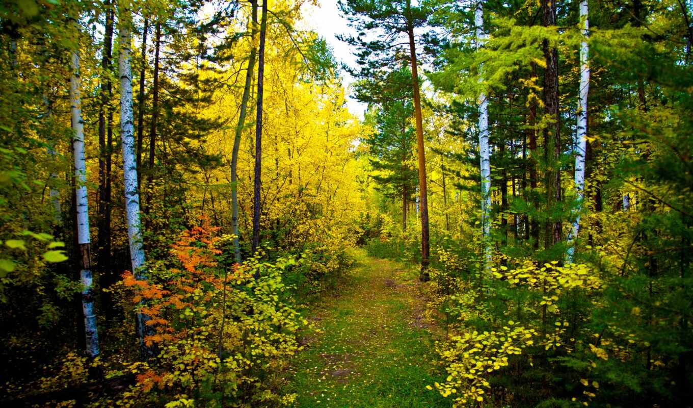 природа, лес, осень, лесу, trail