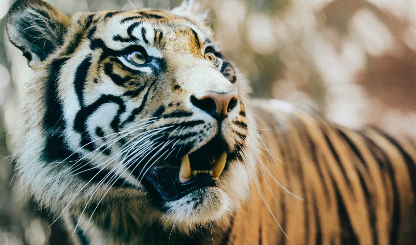 animals, fangs, tigers, resolutions, 4k