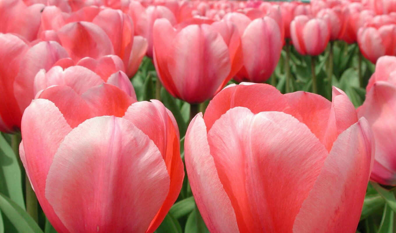 tulip, sprenger