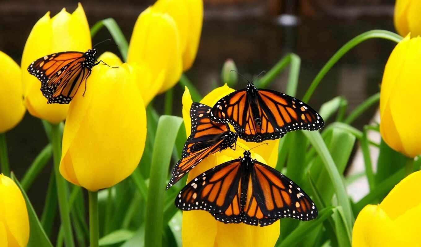 nature, flowers, picture, butterfly, yellow, tulip