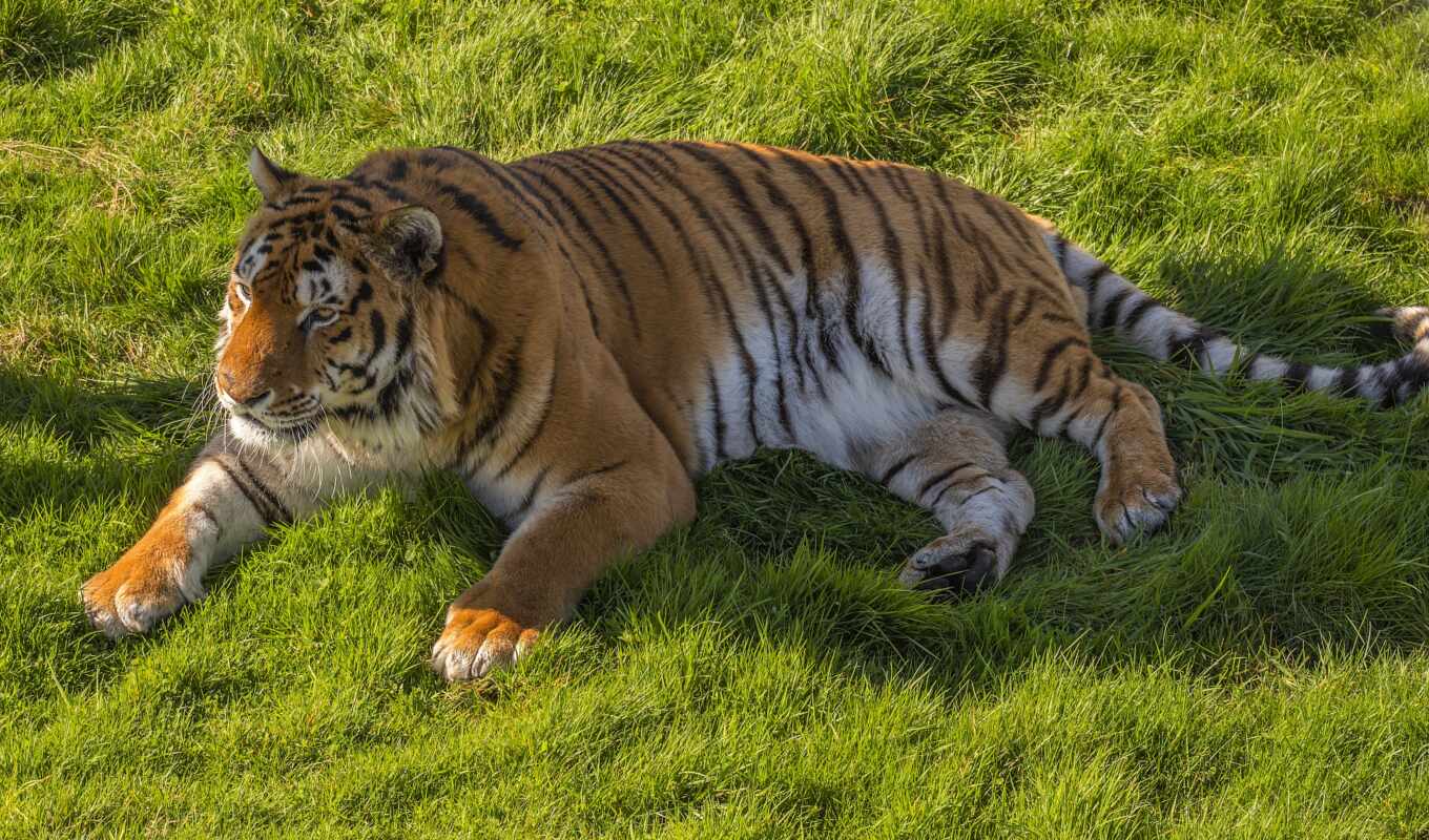 тигр, жирный