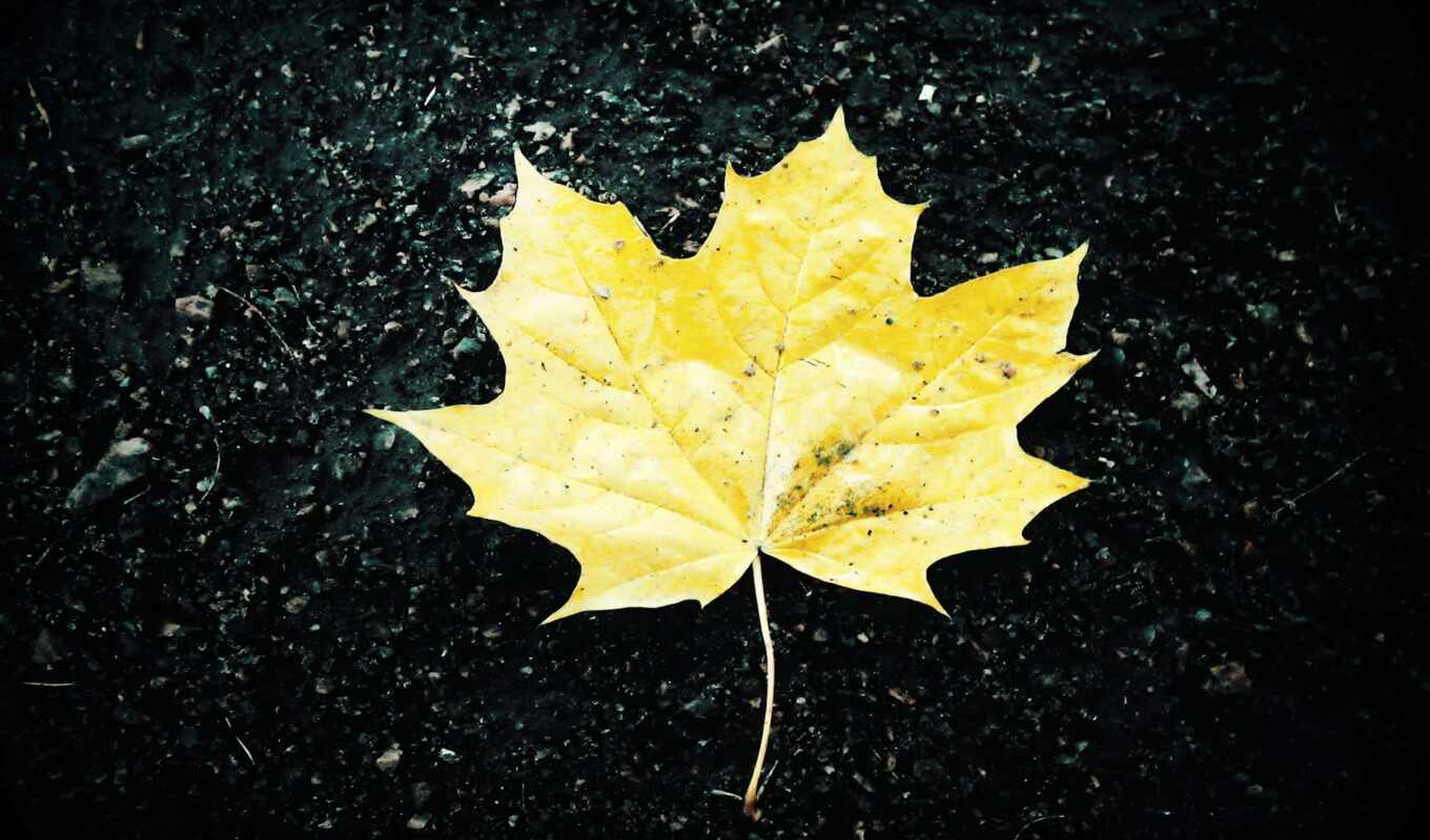 sheet, autumn, maple, yellow, leaf