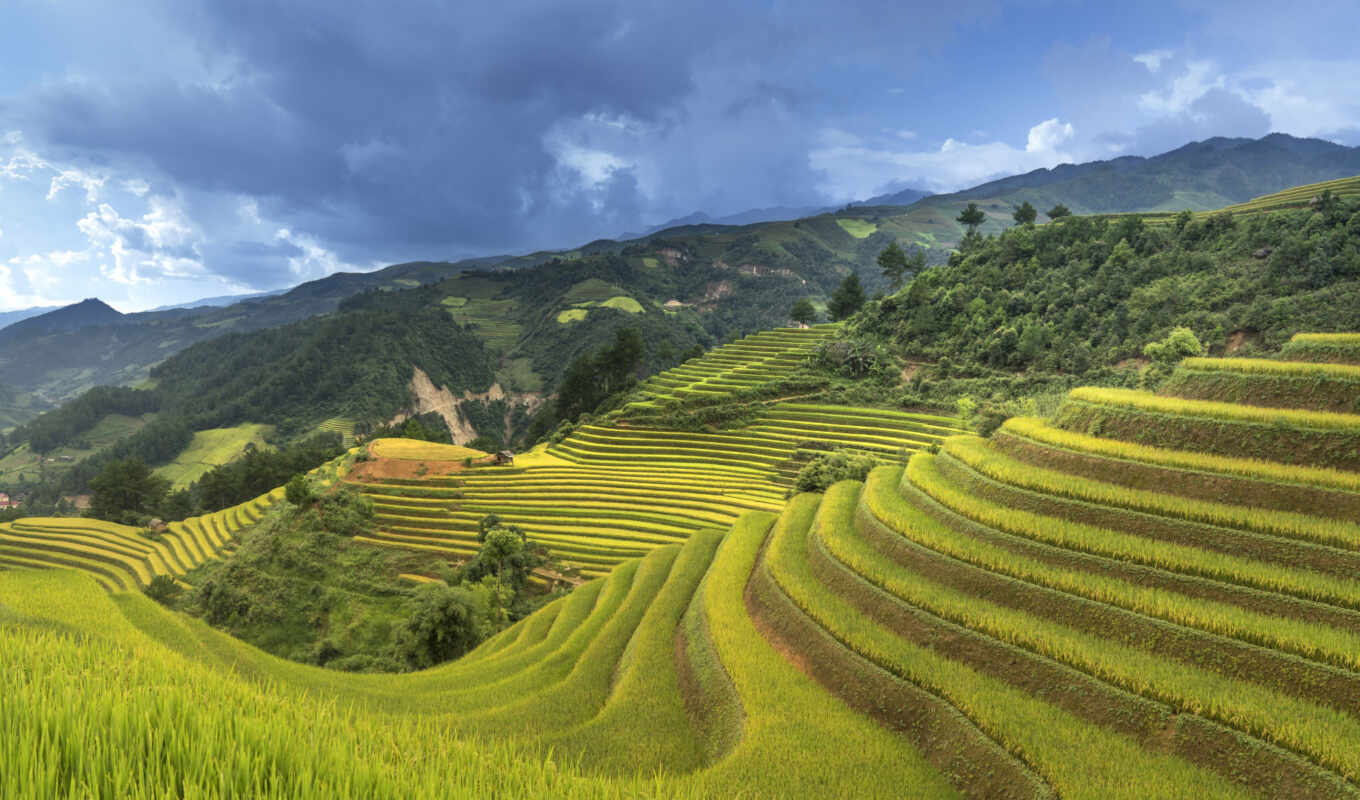 природа, рис, weed, холмов, china, терасса, vietnam