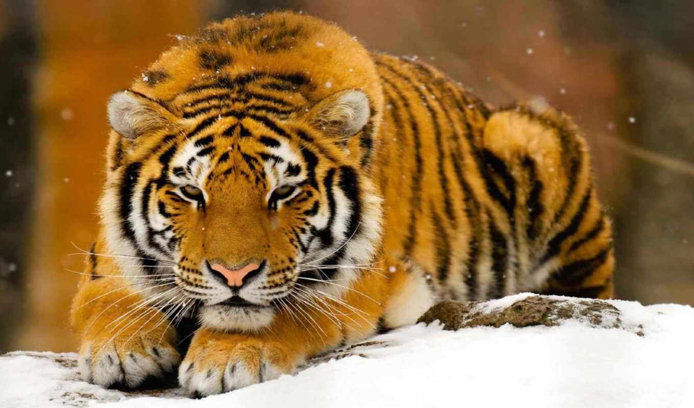 snow, winter, cat, big, tiger, animal