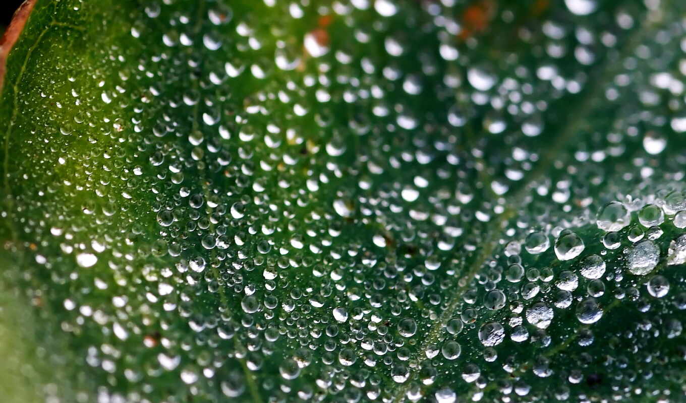 sheet, splashes, dew, wet, moisture, morning, droplets