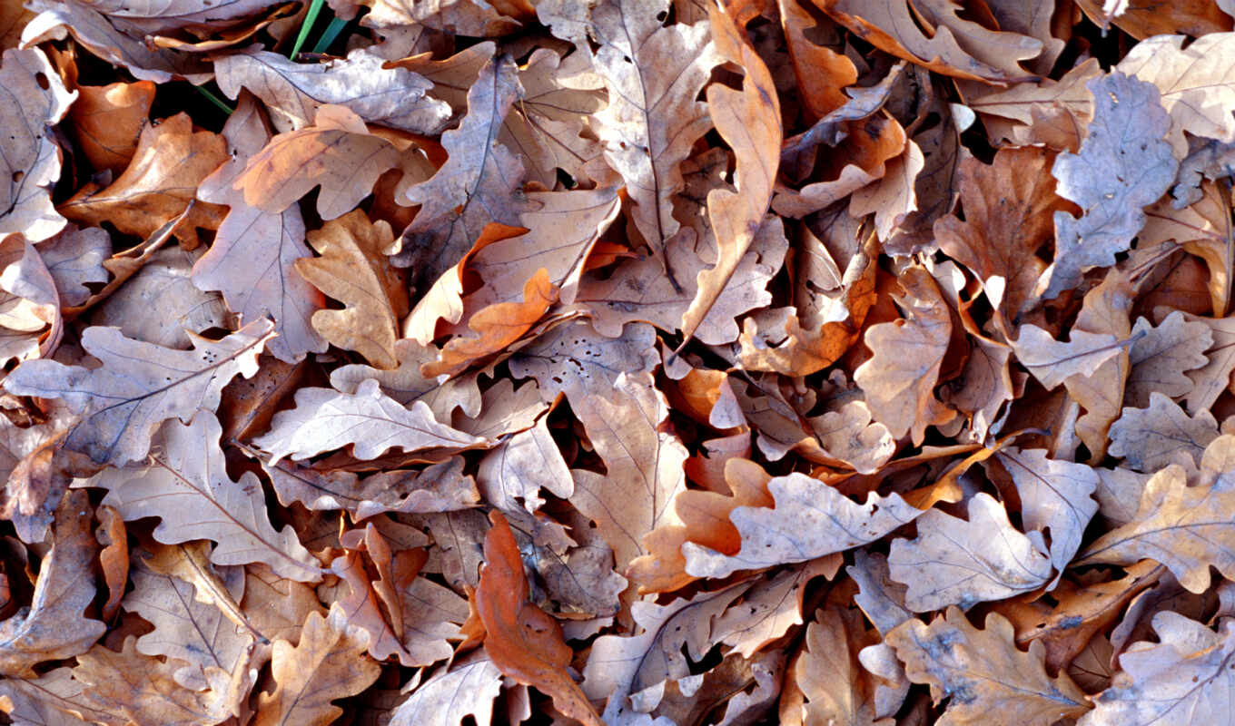 desktop, leaves, autumn, dry