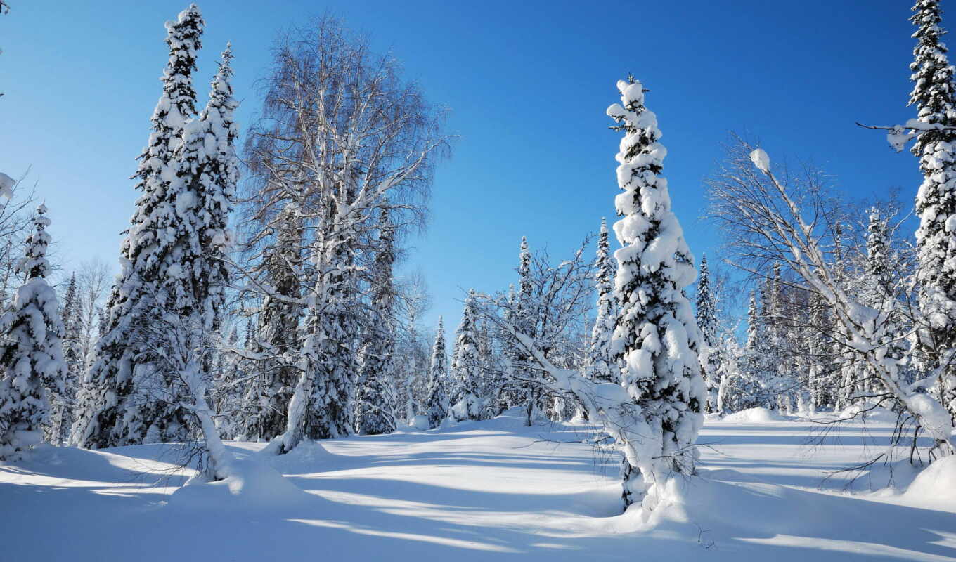 небо, снег, winter, лес, ecran, утро, trees, hiver
