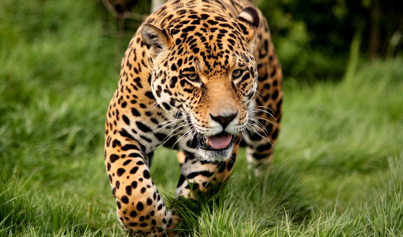 кот, леопард, wild, большой, fast, миро