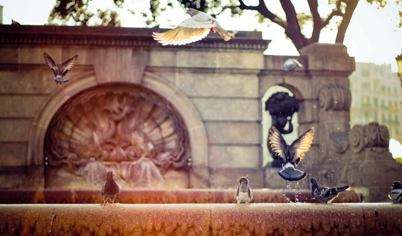city, dog, barcelona, Spain, pigeon, fountain, Catalonia