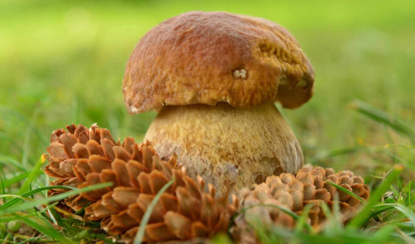 grass, mushroom