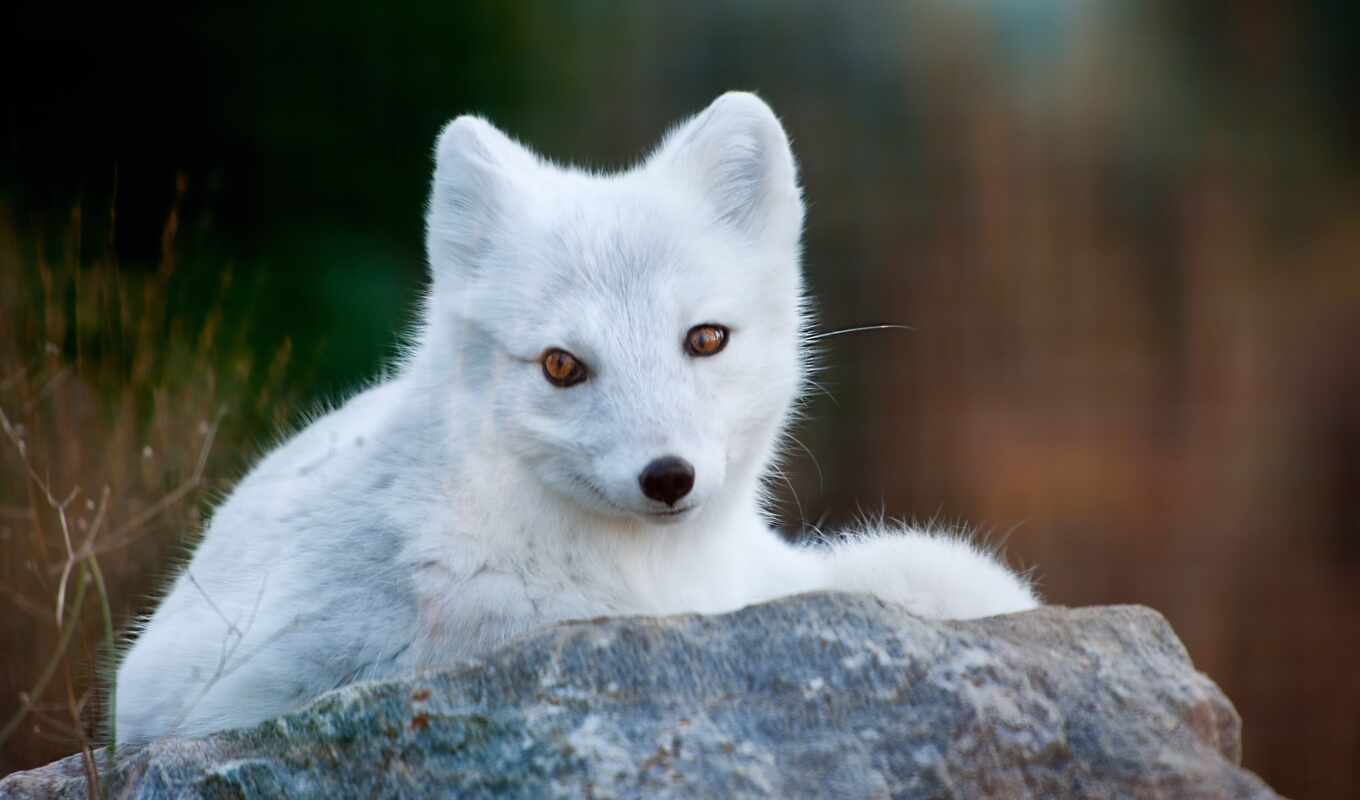 white, fox