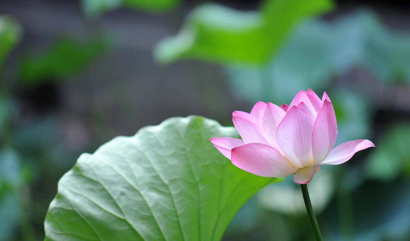 цветы, lotus