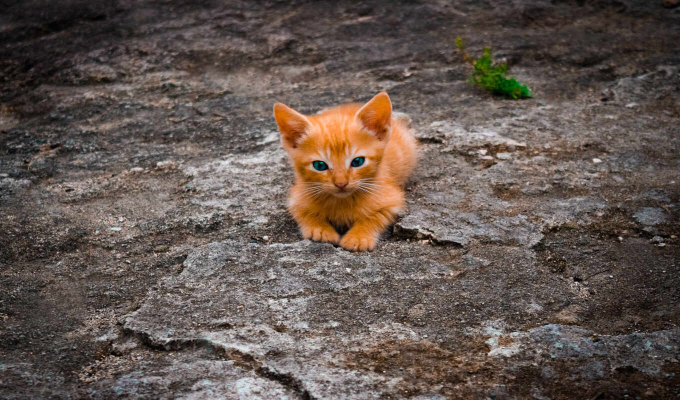кот, gallery, там, котенок, день, animal, оранжевый, baby, gato, rare