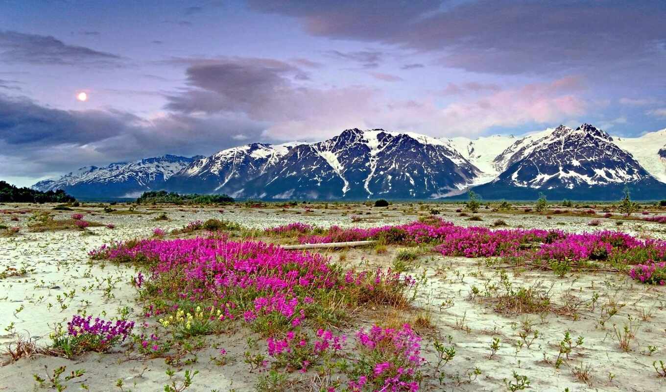 природа, цветы, снег, гора, landscape, песок, аляска, landform