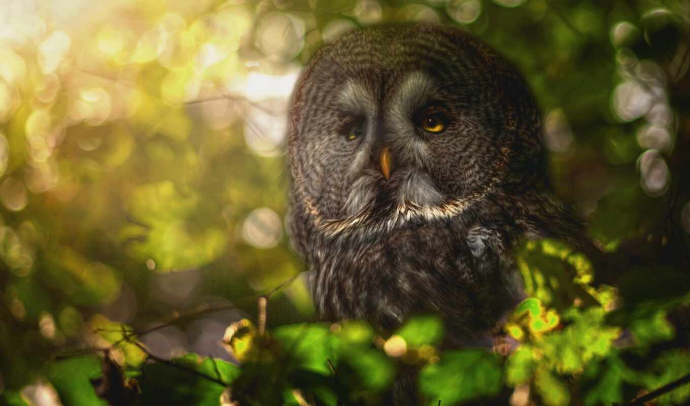 nature, eye, tree, owl, bird, branch, animal, leaf, a feather, depth, fore