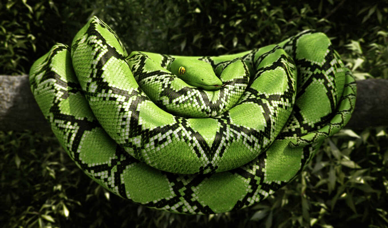 картинка, зелёная, snake, reptile