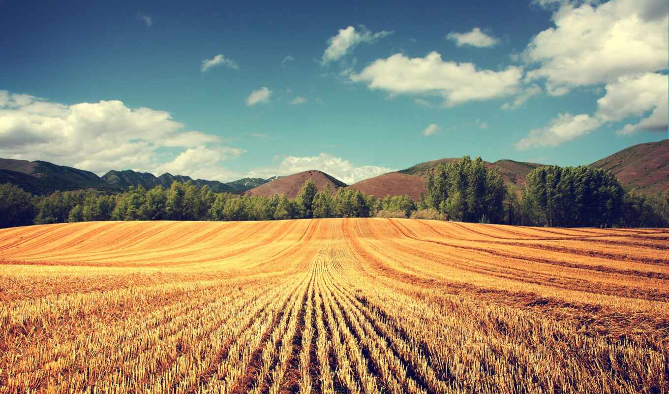 поле, trees, земель, урожай, пшеница, колосья, продажу, земли, сельскохозяйств, назначения, мораторий