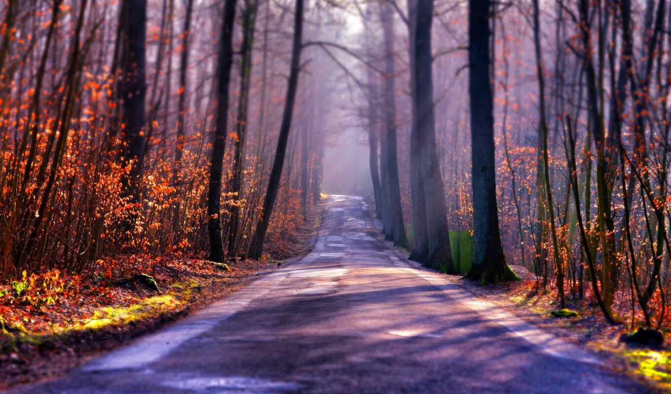 природа, красивые, лес, дорога, осень, trees, туман