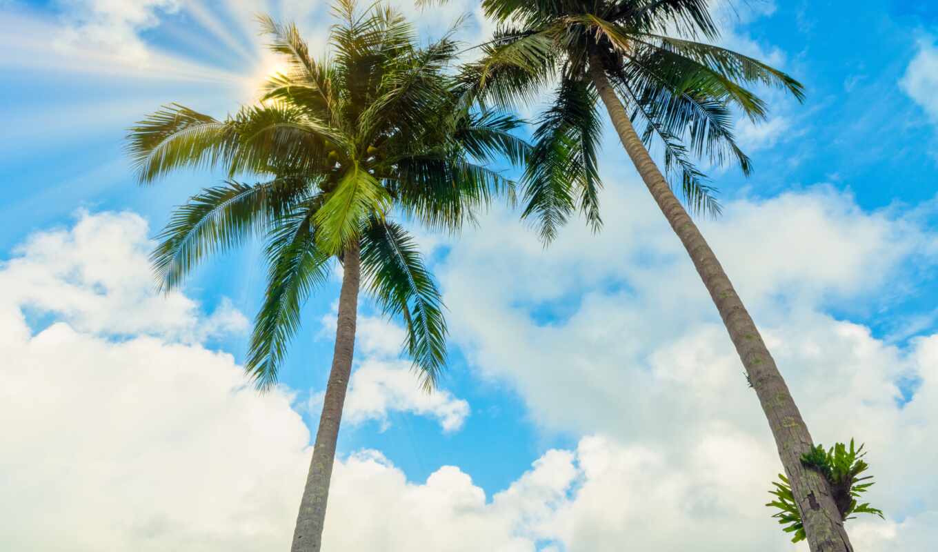 небо, blue, summer, пляж, море, качество, остров, большой, palm, tropical, seascape