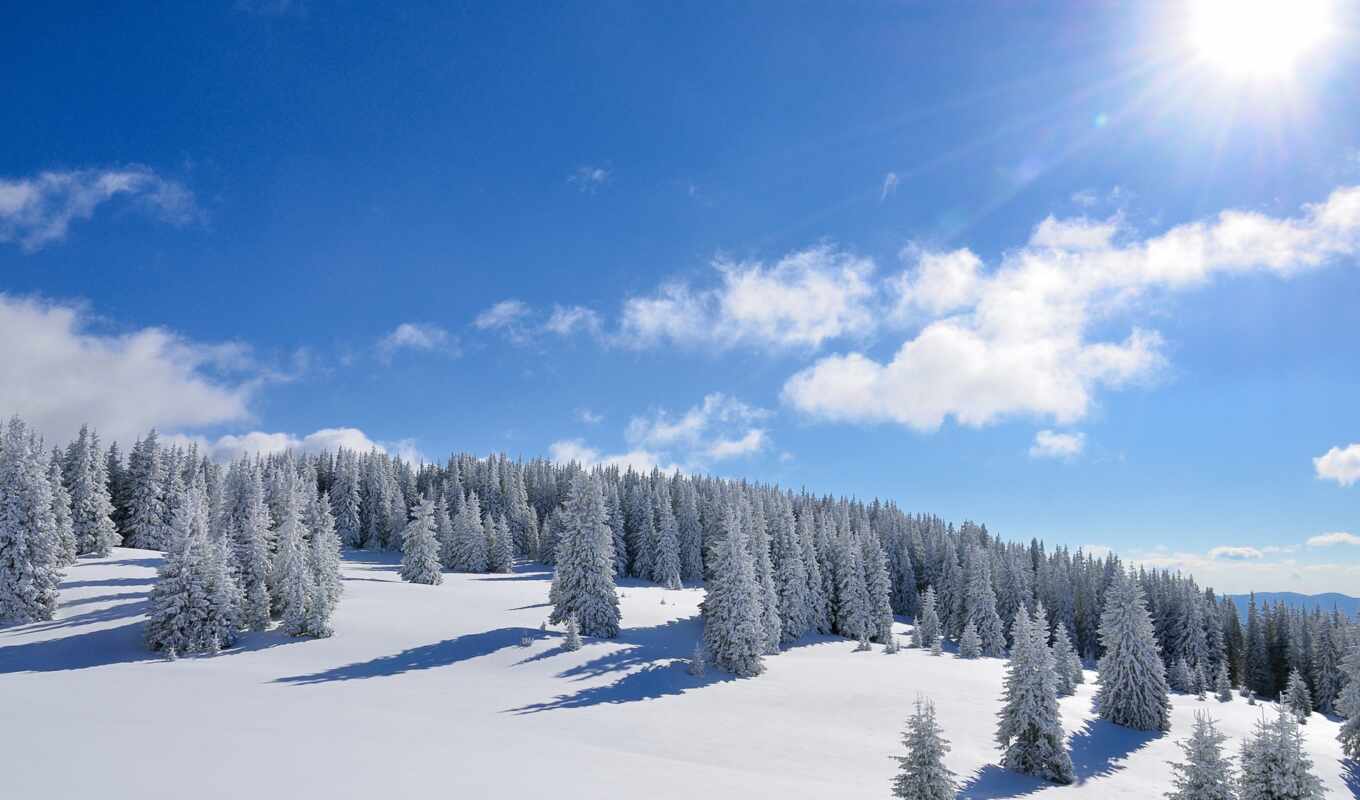 nature, sun, snow, winter, forest, trees