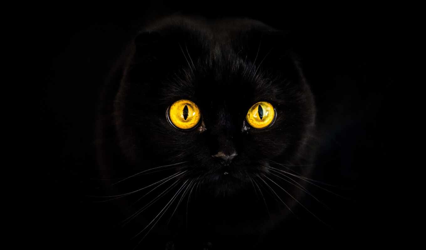black, кот, exotic, negro, pantalla, короткошерстный, gato, amarillo, gatto, ojo, exot