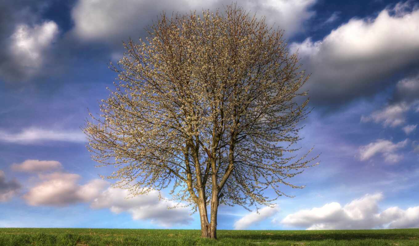 nature, sky, tree, field, spring, color