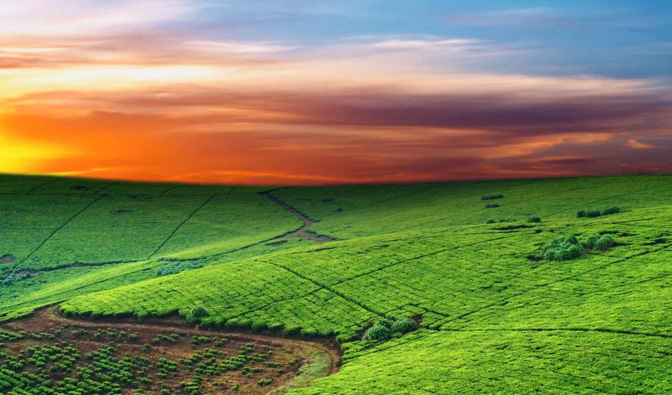 nature, sky, field, horizon, line, beautiful, weed, tea