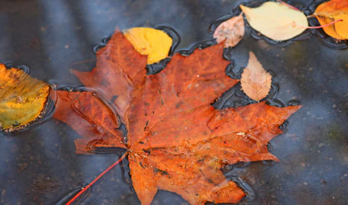 nature, autumn, mouth, maple, puddle, leaf, why, vysohnut